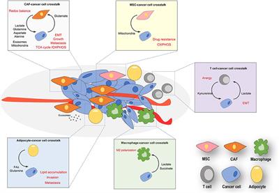 Nutritional Exchanges Within Tumor Microenvironment: Impact for Cancer Aggressiveness